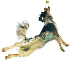 Pro pac dog food recall history. International Pro Pac Ultimates Natural Pet Food