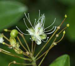 Image result for Capparis citrifolia