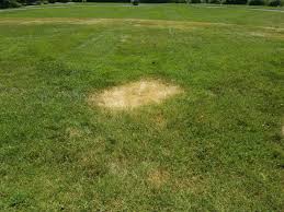 Aug 21, 2016 · irrigation is important to keeping it green but water just maintains, there is no root growth in hot weather. How To Care For A Lawn That Has Brown Spots After Applying Weed Killer