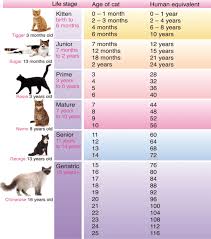 how to tell your cats age in human years with new chart