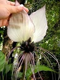 The bat flower is characterized by an absence of stem and large foliage: Home Garden Other Plants Seeds Bulbs Beautiful Tacca Black Bat Flower Succulent Tropical Plant Free Phyto