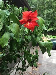 Dec 02, 2020 · new growth on your plants is a promise of blooms, big beautiful leaves, or, at the very least, an extended lifespan; Dying Potted Hibiscus Help Please Gardening