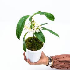 Image result for hoya multiflora