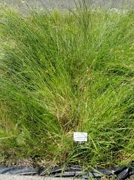 Image result for Schoenoplectus scirpoides