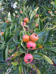 Image result for Craibia grandiflora