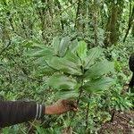 Image result for Aframomum angustifolium