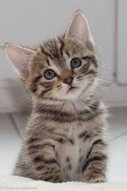 What A Cute Kitty This Is Cutekitty Kitten Beautiful Cat Goruntuler Ile Sevimli Kedi Yavrulari Guzel Kediler Sevimli Hayvan Yavrulari
