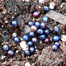 Image result for Pollia condensata
