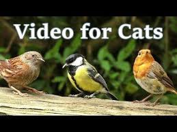Birds For Cats To Watch Videos For Cats To Watch Birds And Squirrels In July One Hour Youtube Cat Gif Cats Squirrel
