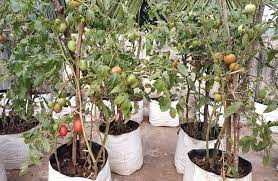 Tomatoes Ready For Harvesting Terrace Garden Plants Growing Tomatoes