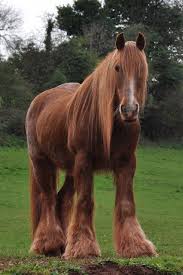 Red Shire Devon Inglaterra Impresionante Mi Sueno Horses Shire Horse Beautiful Horses