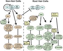 Thie absorbed water then moves through intervening cells of root hair is located on the sides next to the roots. A Gene Regulatory Network For Root Epidermis Cell Differentiation In Arabidopsis