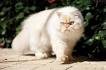 17 Fun Facts About Himalayan Cats That You Should Know ...