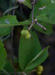 Image result for Grewia pachycalyx