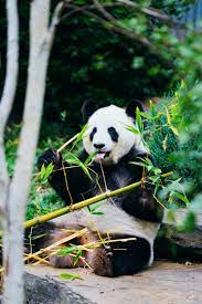 Panda hd wallpapers, backgrounds for mobile phones, tablets, laptops and desktops: Panda Wallpapers Free Hd Download 500 Hq Unsplash
