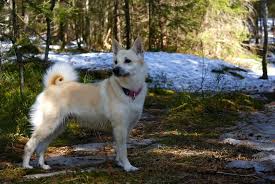 Mittelgrosse Hunderassen Mit Bildern Und Beschreibungen Fluffis De Hunde Rassen Hunderassen Hunde