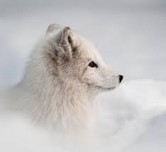 The Beauty Of Wildlife Fox In Snow Arctic Fox Photographic Art