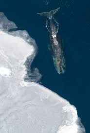 Top 10 Longest Living Animals On Earth In Order 1 Is Called Immortal Animals Animals Of The World Whale