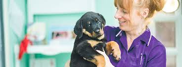 Affordable dog veterinarian near me. Dog Vets Near Me Cheap Online