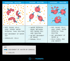 Hypertonic Cell Hi-Res Stock Photography And Images - Alamy
