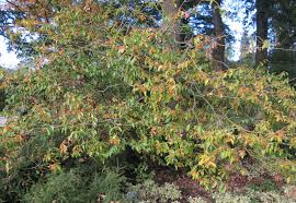 Image result for Myrianthus