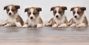 How to sell a puppy online? Where To Buy A Dog Or Puppy A Guide To Reputable Dog Sellers