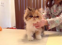 Get a ragdoll, bengal, siamese and more on kijiji, canada's #1 local classifieds. Persian Cats For Sale Petfinder