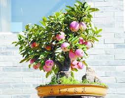 Anda bisa menempatkannya untuk dijadikan sebagai bonsai penghias rumah. 7 Rekomendasi Tanaman Hias Buah Tidak Kalah Cantik Dari Tanaman Bunga Rumah123 Com