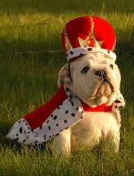 As with all large breeds, hip dysplasia sometimes occurs. Betterbulldog Conscientious Breeder Of Happy Healthy Akc Registered English Bulldog Puppies In The New Eng English Bulldog Puppies Bulldog Puppies Bulldog