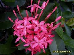 Image result for Ixora nana
