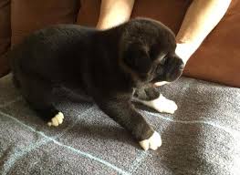 Check spelling or type a new query. Black Akitas Puppies For Sale In Lexington Kentucky Classified Americanlisted Com