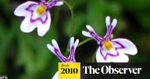 Image result for Utricularia formula