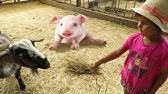 Petting zoo — uk / us noun countable word forms petting zoo : All American Petting Zoo Youtube