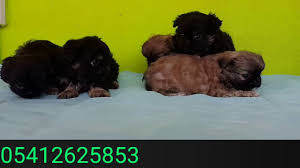 Pekinez Yavru 05412625853 Pekinez