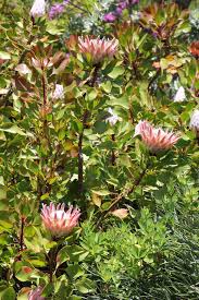 Image result for Protea micans