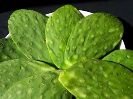 Cactus fruit is keto friendly but has more net carbohydrates compared to the cactus leaf. Cactus Leaf Aka Nopales Another Keto Friendly Veg Vegetables Ketogenic Forums