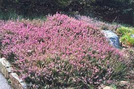 Browse banded bottom shirts, dress shirts, accessories, footwear, pants, sweaters, & much more. æ¬§çŸ³å— Mediterranean Pink Heath è€çŒ«çš„é™¢å­