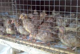 A) doq bibit burung puyuh petelur @ rp 2,700. Bri Republika Bantu Pesantren Kembangkan Ternak Burung Puyuh Republika Online