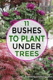 Shade Loving Shrubs The Best Bushes To Plant Under Trees Gardening From House To Home Shade Loving Shrubs Shade Garden Plants Plants Under Trees