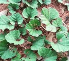 Image result for Merremia emarginata