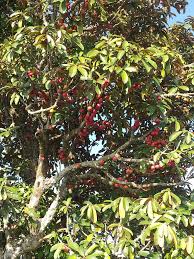 Image result for Englerophytum magalismontanum