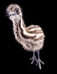 Kiwi Emu Birds That Cannot Fly Live This Pose Zooborns Australia Animals Australian Animals