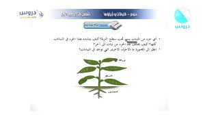الثالث الإبتدائي الفصل الدراسي الأول علوم النباتات وأجزاؤها Youtube