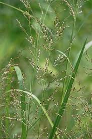 Image result for Panicum gilvum