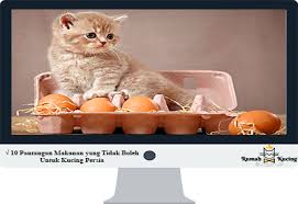 Oh iya, sebenarnya ikan tongkol. 10 Pantangan Makanan Yang Tidak Boleh Untuk Kucing Persia