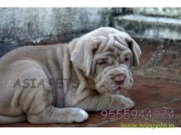 Please provide a valid price range. Neapolitan Mastiff Puppies Price In Lucknow Neapolitan Mastiff Puppies For Sale In Lucknow