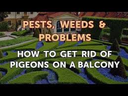 We did not find results for: How To Get Rid Of Pigeons On A Balcony Youtube