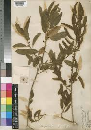 Image result for Chazaliella abrupta