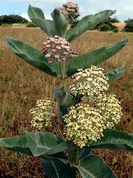 Monarchs And Milkweeds What Gardeners Need To Know Roger S Gardens Milkweed Rogers Gardens Milkweed Plant