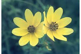 Image result for Bidens baumii